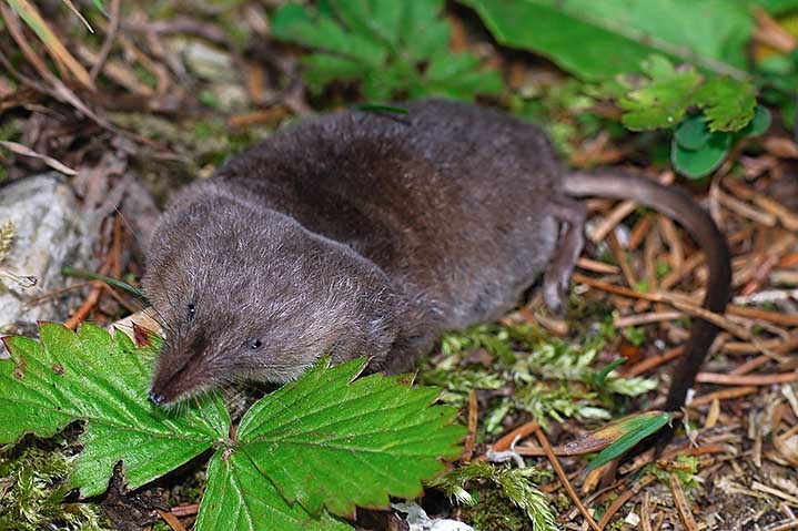 Sorex sp. - Dolomiti